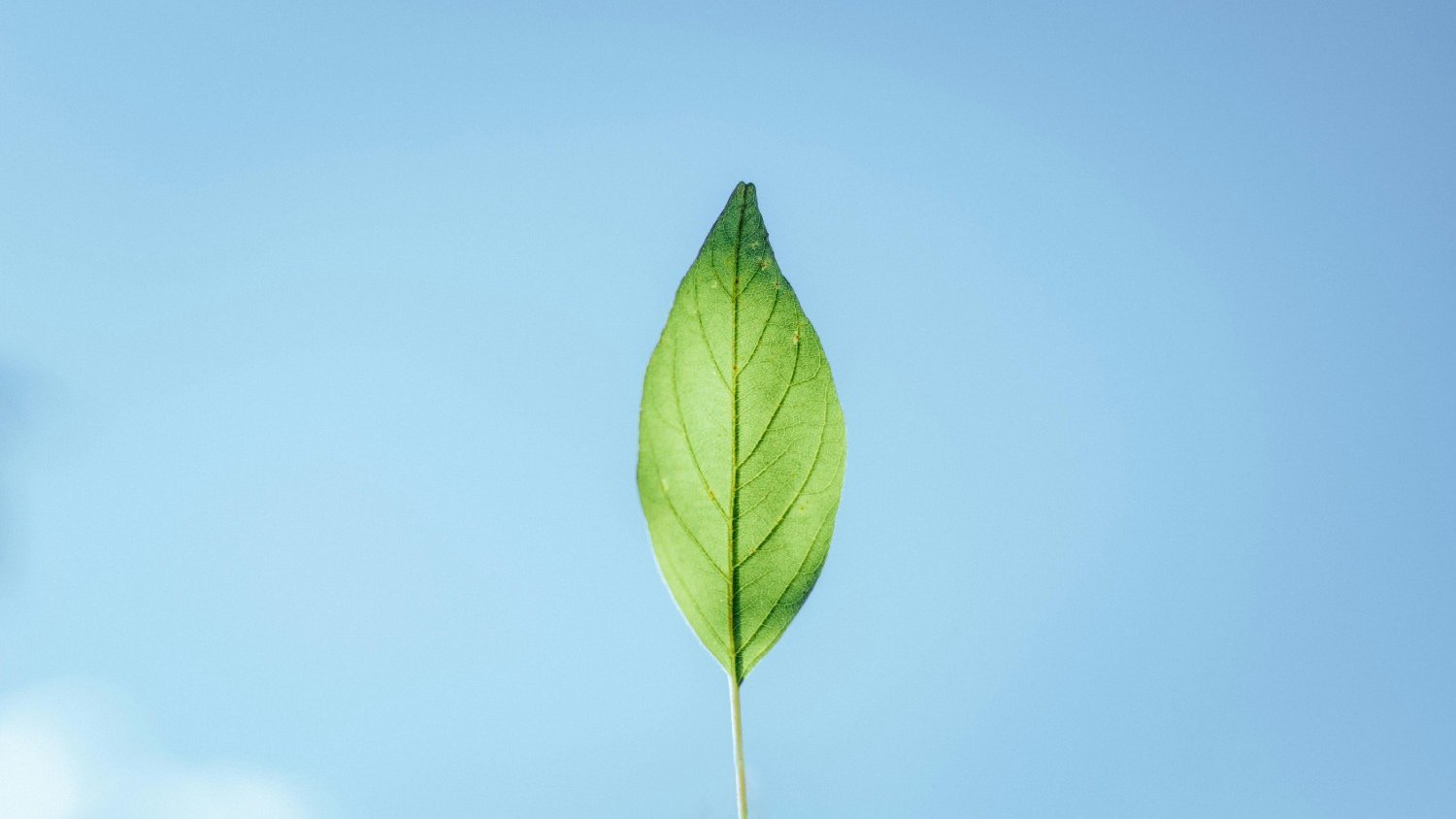 Green & Eco-Friendly Cleaning
